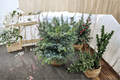 Tigertail Spruce ‘Howell’s Dwarf’ Live Plant – 12 Inch Picea bicolor Evergreen Conifer in 1 Gallon Pot