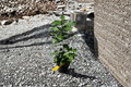 Grafted Lemon Tree Live Plant, 5-Inch Pot, Citrus Citrus limon, Indoor Outdoor Fruit Tree