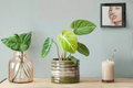 Philodendron Gloriosum Live Plant – Rare Velvet Leaf Indoor Houseplant, Starter Cutting, Tropical Foliage, Decorative Jungle Plant