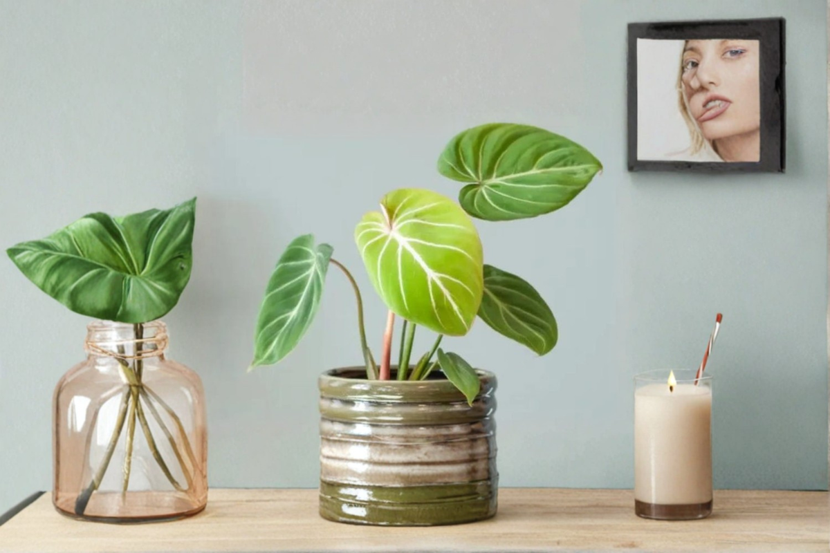Philodendron Gloriosum Live Plant – Rare Velvet Leaf Indoor Houseplant, Starter Cutting, Tropical Foliage, Decorative Jungle Plant