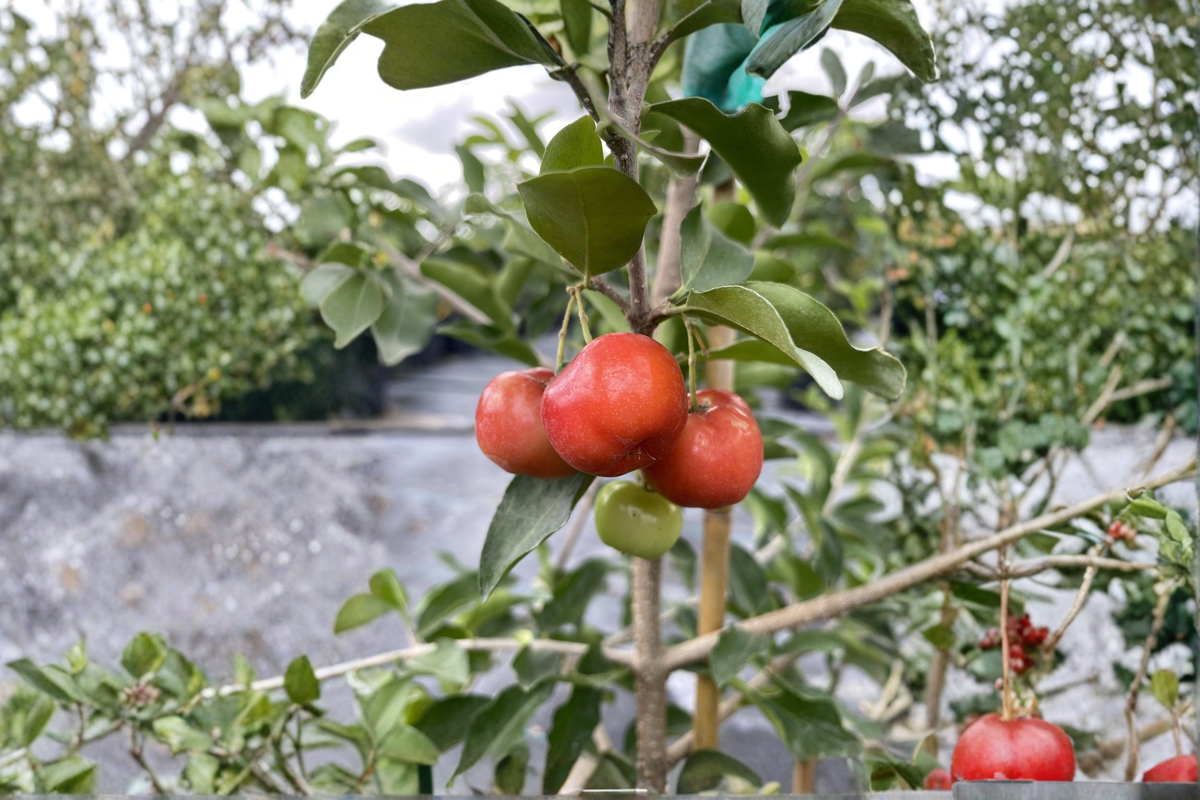 Barbados Cherry Live Plant, 2 Gallon Florida Sweet Acerola Cherry Fruit Tree for Patio, Greenhouse & Container Gardening