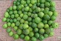 Makrut Lime Seeds 5 Pack - Citrus hystrix, Indoor Outdoor, Compact Growth, Edible Fruit, Fast USA Shipping