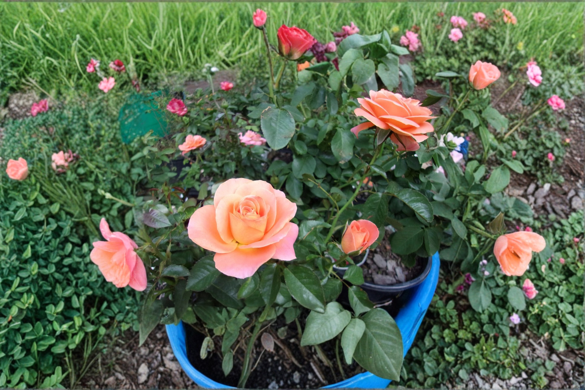 New Year Grandiflora Rose Plant – 5 Gal Live Orange Rose Bush with Large Blooms for Garden Landscaping & Outdoor Shrub
