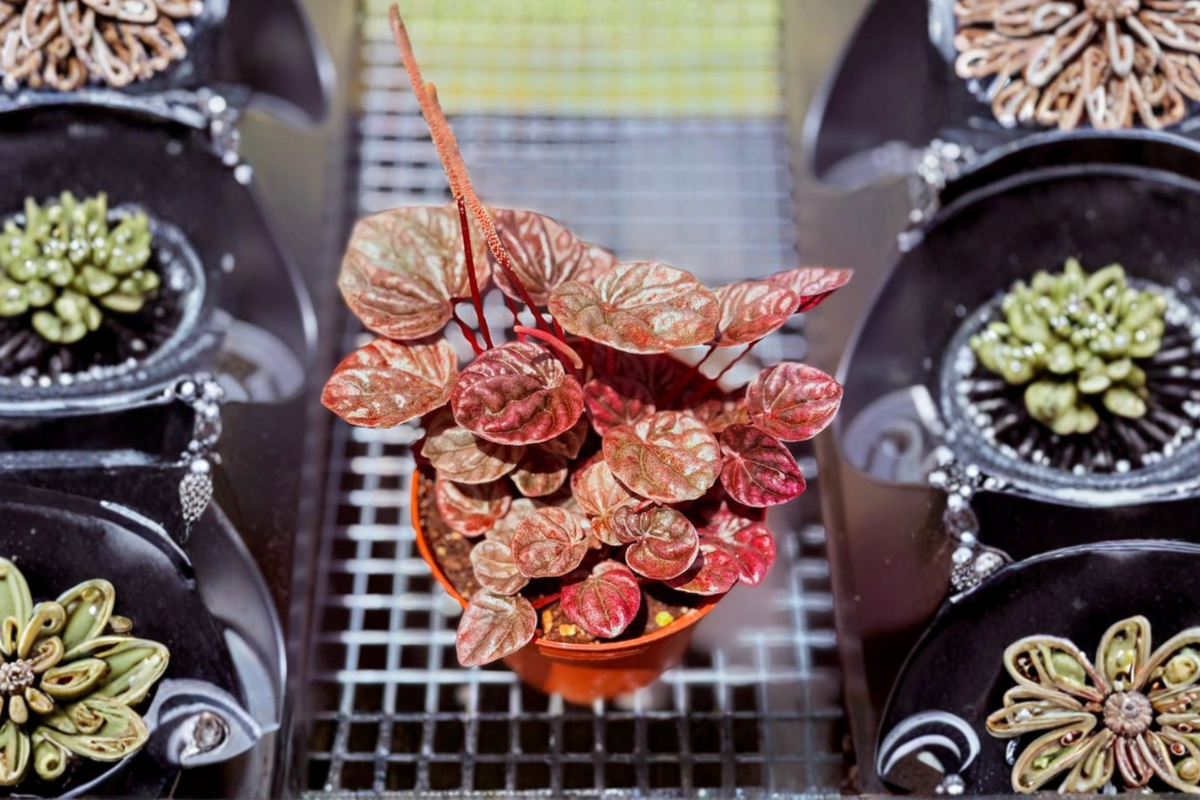 Peperomia Schumi Red Live Plant, Compact Tropical Houseplant with Deep Red Foliage, Indoor Starter Plant, Decorative Foliage Gift