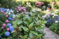 Organic Chocolate Mint Live Plants – 2 Rooted Herb Plants, 7–9 Inches, Mentha × piperita 'Chocolate' for Herb Gardens & Containers