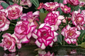 Pink Lady Rose Seeds – Ornamental Flowering Bush, Pink Roses, Rosa hybrid, Pack of 10 Seeds