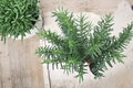 Live Salem Rosemary Herb Plant - Perennial Salvia Rosmarinus, Evergreen Foliage, Full Sun, Well-Draining Soil