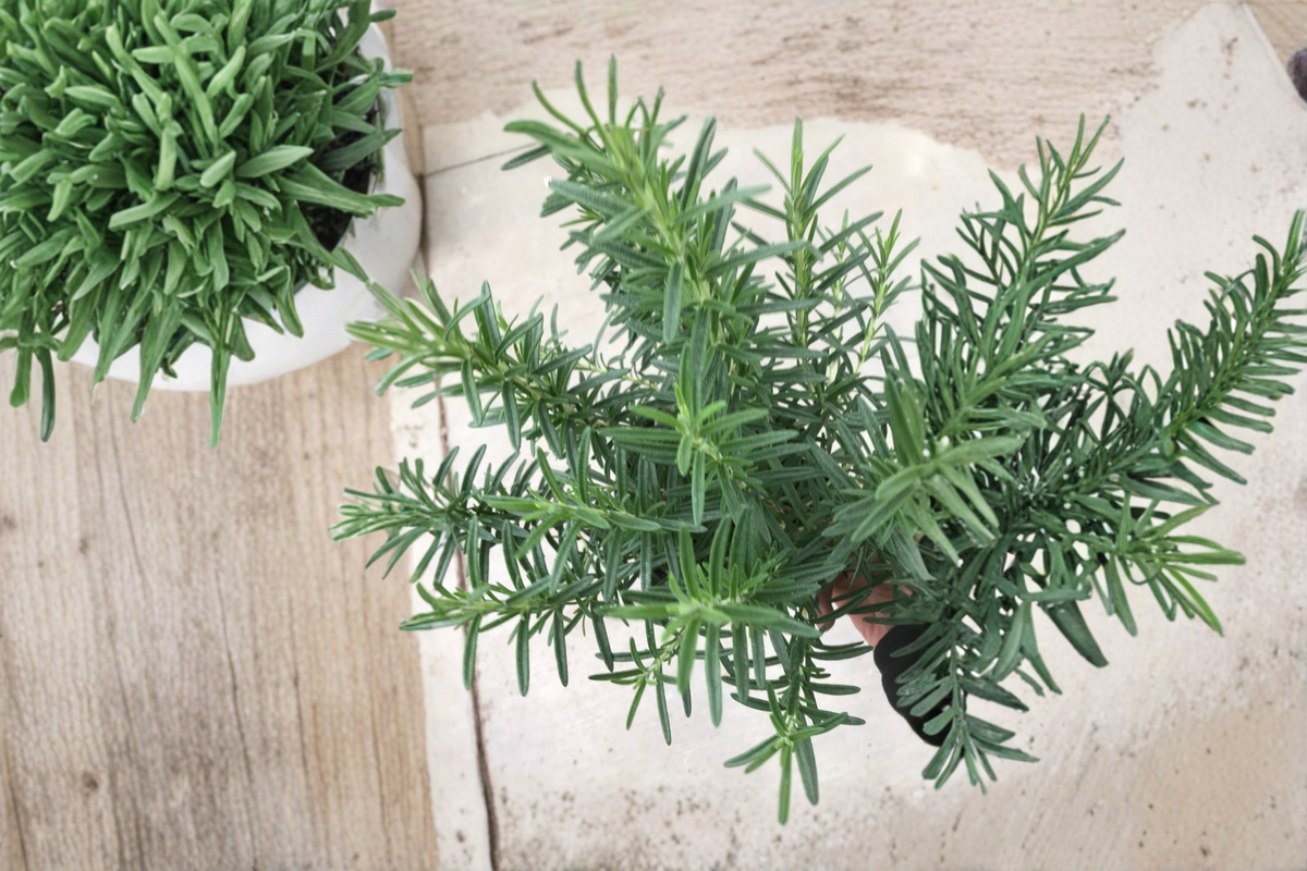 Live Salem Rosemary Herb Plant - Perennial Salvia Rosmarinus, Evergreen Foliage, Full Sun, Well-Draining Soil