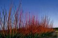 Red Twig Dogwood Live Plant – 4 Inch Pot, Cornus sericea ‘Baileyi’, Native Shrub with Bright Red Stems, Deciduous, Easy Care