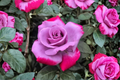 Purple Red Rose Seeds - 20 Seeds, Rare Two-Tone Flowering Rose, Ornamental Garden Bush, Rosa spp.