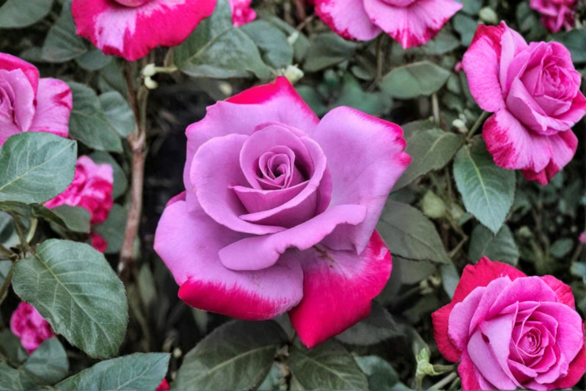 Purple Red Rose Seeds - 20 Seeds, Rare Two-Tone Flowering Rose, Ornamental Garden Bush, Rosa spp.