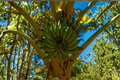 Live Banana Bulb – Musa 'Williams Hybrid' – Cavendish Tropical Fruit Plant for Gardens & Containers