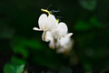 White Bleeding Heart Live Plant in Pot – Dicentra spectabilis 'Alba' Shade-Loving Perennial Garden Flower