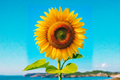 Rare Giant Sunflower Seeds 10 Pack | Helianthus annuus | Tall Ornamental Flower for Outdoor Gardens