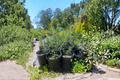 Arbequina Olive Tree Live Plant 1 Gallon, Evergreen Mediterranean Olive Tree for Patio, Garden, Bonsai, Olea europaea