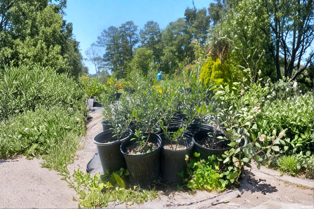 Arbequina Olive Tree Live Plant 1 Gallon, Evergreen Mediterranean Olive Tree for Patio, Garden, Bonsai, Olea europaea