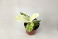 Anthurium Hookeri Variegated Live Plant – 4 Inch Pot Tropical Indoor Houseplant, Decorative Foliage, Easy Care, Gift, Office Decor