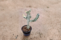 White Ghost Euphorbia Live Plant - Variegated Milk Tree Succulent for Indoor Decor, Starter Plant, Euphorbia lactea