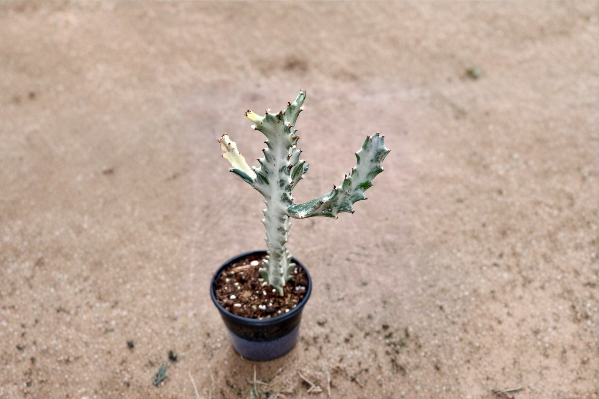 White Ghost Euphorbia Live Plant - Variegated Milk Tree Succulent for Indoor Decor, Starter Plant, Euphorbia lactea