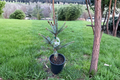 Bruns Serbian Spruce Live Plant 12 Inch in 1-Gallon Pot, Narrow Evergreen Conifer, Cold Hardy Landscape Tree, Picea omorika