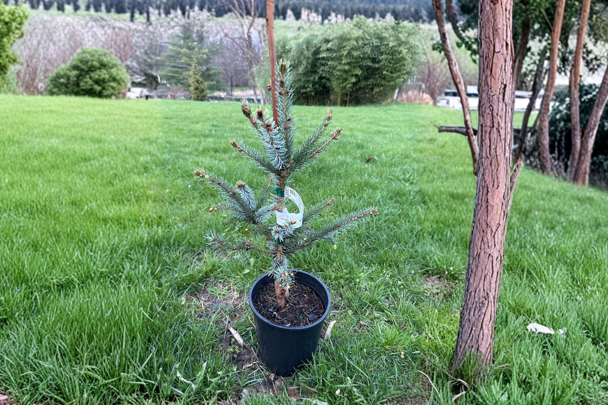 Bruns Serbian Spruce Live Plant 12 Inch in 1-Gallon Pot, Narrow Evergreen Conifer, Cold Hardy Landscape Tree, Picea omorika
