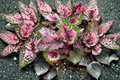 Begonia Rex Alaska Creek Live Plant, Pink Foliage, Tropical Houseplant, 4-Inch Pot, Rare Rex Begonia, Indoor Decorative Plant