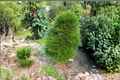 Japanese Umbrella Pine ‘Cynthia Waxman’ 2 Gallon Live Plant – Sciadopitys verticillata Evergreen Tree for Garden Landscape