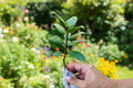 Organic Bay Laurel Live Plant, 3-4 Inch Starter, Laurus nobilis Herb, Evergreen Foliage, Container & Herb Garden