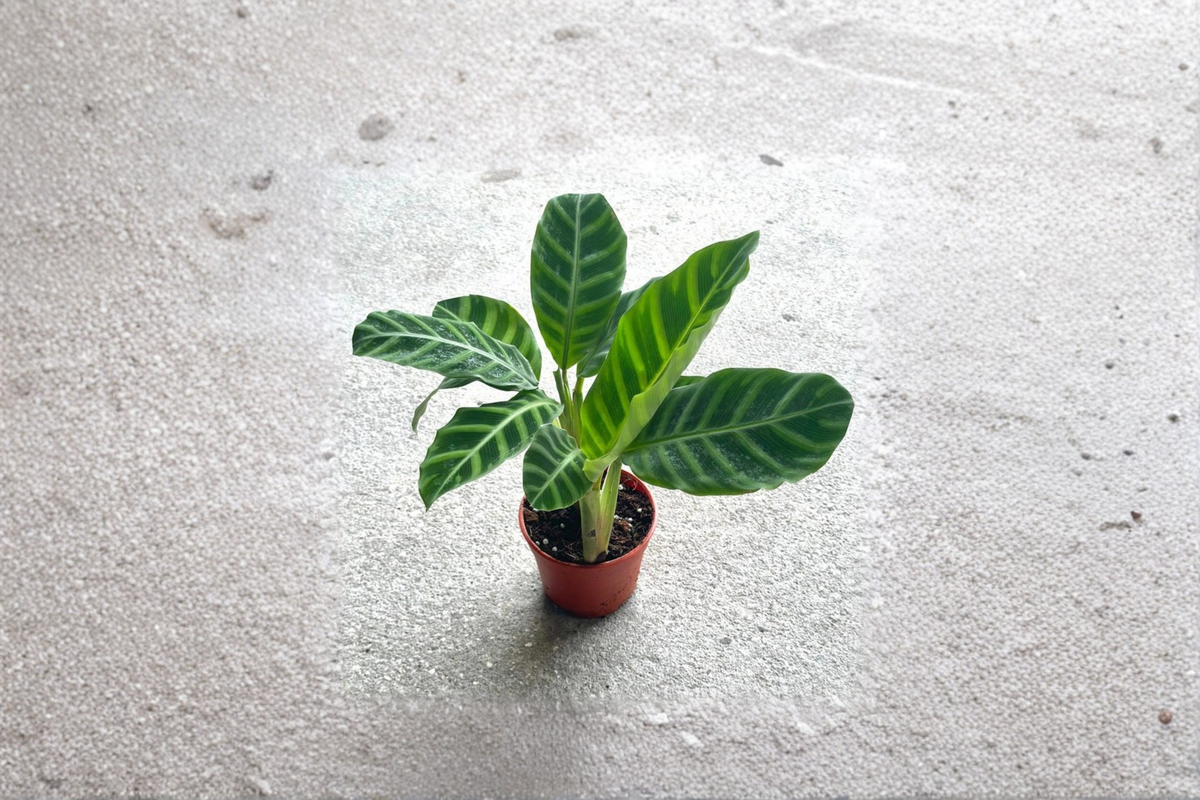 Calathea Zebrina Live Plant, Rooted Zebra Prayer Plant, Tropical Houseplant, Indoor Foliage, Goeppertia zebrina