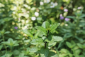 Organic Peppermint Live Herb Plant 5-9 Inches, Mentha × piperita, Perennial, Green Foliage, Herb Garden, Container Plant