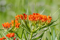 Mexican Milkweed Live Plants 3 Rooted Starters in 1 Qt Pots, Asclepias curassavica, Tropical Perennial Flower Plant