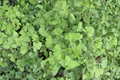 Ginkgo ‘Folkert’s Select’ Live Plant – 12 Inch Grafted Ornamental Tree, Upright Fan-Shaped Leaves, Deciduous Garden Tree