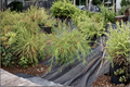 Threadleaf Arborvitae Live Plant 1 Gallon Pot – Thuja occidentalis ‘Filiformis’ Evergreen Shrub for Landscape