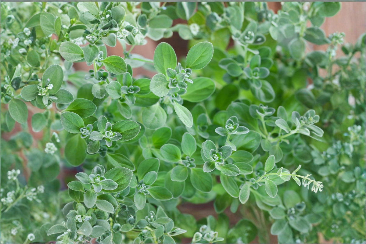Organic Marjoram Live Plants, 2-5 Inch Rooted Starter Herb Plants, Origanum majorana, Container Friendly