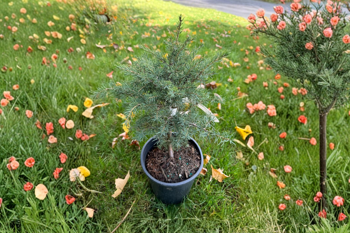 Mountain Hemlock Live Plant 12 Inch in 1-Gallon Pot Evergreen Conifer Tsuga mertensiana for Landscape Garden