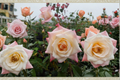 Peace Rose Yellow Blend 5 Gal Hybrid Tea Rose Bush for Garden Landscape Pink and Yellow Flowers