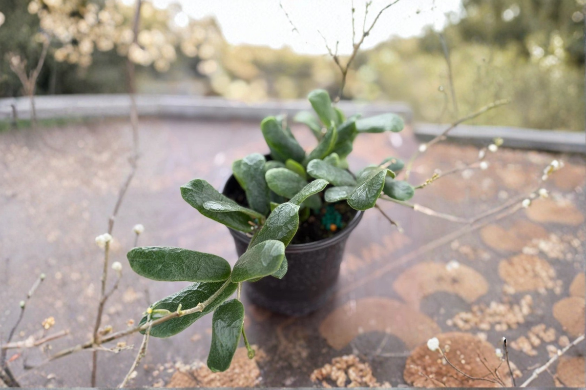 Rare Hoya Rotundiflora Live Plant in 2-Inch Pot, Trailing Indoor Houseplant with Square Foliage