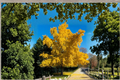 Ginkgo ‘Chotek’ Live Plant – 8 Inch Grafted Ornamental Tree, Compact Fan-Shaped Leaves, Ginkgo biloba