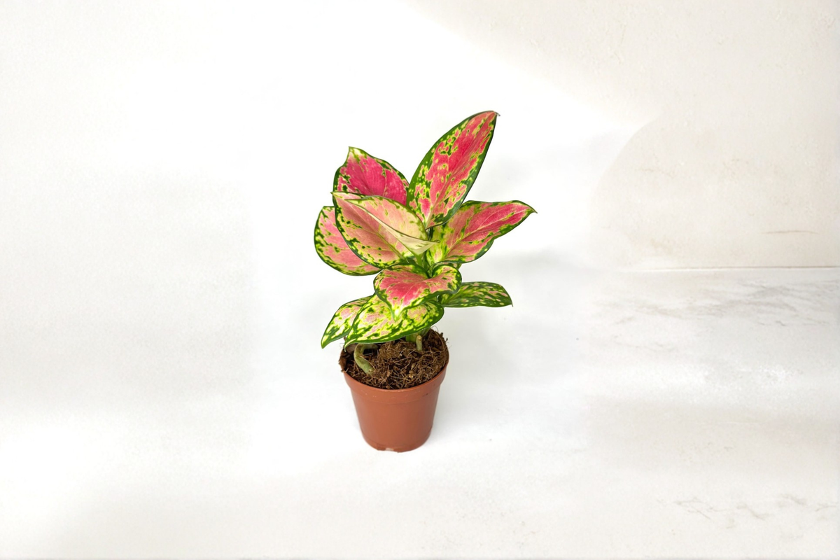 Aglaonema Pink Beauty Live Plant, 2-Inch Rooted Starter, Pink and Green Foliage, Indoor Houseplant, Tropical Chinese Evergreen