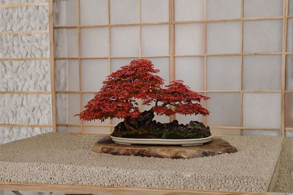 Rare Bloodgood Japanese Maple Seeds – 5 Pack Acer palmatum for Indoor & Outdoor Garden Growth