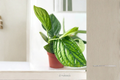 Monstera Peru Live Plant in 3-4 Inch Pot, Rare Tropical Houseplant, Monstera karstenianum, Indoor Decor, Climbing Foliage