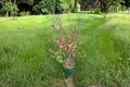 Mountain Holly Female Plant 18” in 2 Gallon Pot Nemopanthus mucronatus Berry Shrub for Garden Landscape