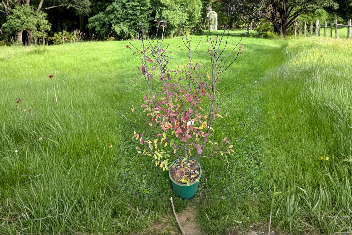 Mountain Holly Female Plant 18” in 2 Gallon Pot Nemopanthus mucronatus Berry Shrub for Garden Landscape