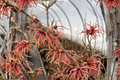 Spanish Spider Witch Hazel Bare Root Plant – Red Winter Blooming Shrub Hamamelis intermedia