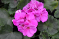Purple Pink Zonal Geranium Cuttings – 12 Live Pelargonium × hortorum Starter Plants for Propagation