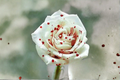 Blood Drop Rose Seeds – Deep Red Flowering Rose Bush, Rosa spp., Ornamental Garden Plant, 30 Seeds