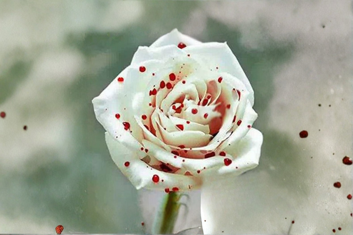 Blood Drop Rose Seeds – Deep Red Flowering Rose Bush, Rosa spp., Ornamental Garden Plant, 30 Seeds