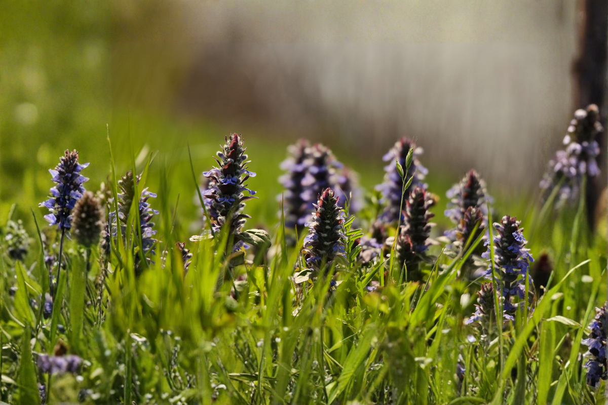 Catlins Giant Ajuga Live Plants – 3 Rooted Starter Plants in 1 Qt Pots, Blue Flowers, Bronze Green Foliage, Shade Perennial, Ground Cover