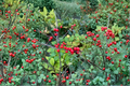 Winterberry Holly Live Plant Quart Pot – Ilex verticillata ‘Mary Jo’ Female Shrub with Bright Red Berries