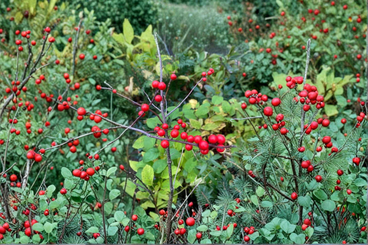 Winterberry Holly Live Plant Quart Pot – Ilex verticillata ‘Mary Jo’ Female Shrub with Bright Red Berries